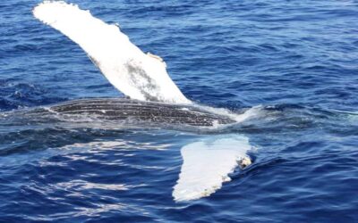 Humpback Whales Return to Maui