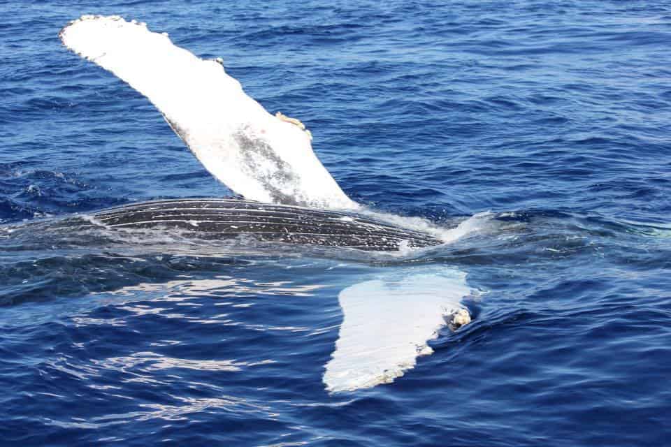 Humpback Whales Return to Maui